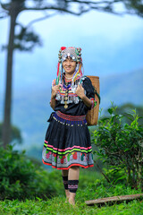 Hill tribe Asian woman in traditional clothes collecting tea leaves with basket in tea plantations terrace, Chiang mai, Thailand collect tea leaves