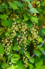 Currant flowers close-up on a background of green leaves in spring