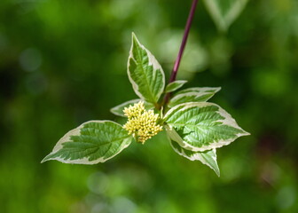 Flower buds and leaves of a shrub Deren close-up on a background of greenery in spring