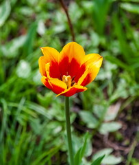 Red poppy flower closeup on green background