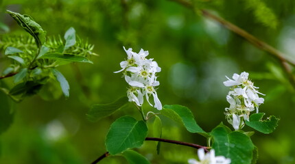 White flowers of the cherry bush close-up on the background of greenery in spring