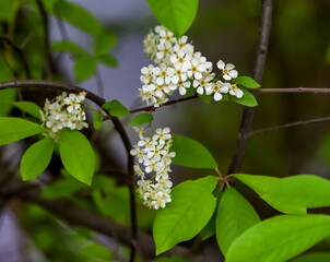 White flowers of the cherry bush close-up on the background of greenery in spring