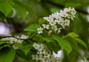 White flowers of the cherry bush close-up on the background of greenery in spring