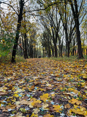 Autumn season in the city park. Perfect autumn colors on the trees.