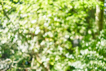 Blurred background of park