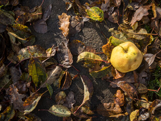 Apple on the ground with old leafs in sunlight.