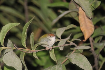 The baby common tailor bird on tree branch in night