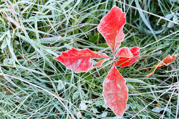 Closeup of autumn leaf with early most frost, Boston, Massachusetts.