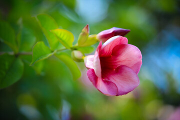 Fototapeta na wymiar Green Leaves And Pink Flowers HD Photo