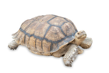 Geochelone sulcata , Sulcata tortoise, African spurred tortoise  on white background , Animal conservation and protecting ecosystems concept.