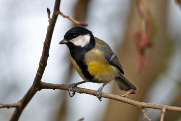 Great tit // Kohlmeise (Parus major)