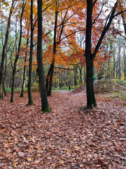 Autumn season in the city park. Perfect autumn colors on the trees.