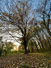 Autumn season in the city park. Perfect autumn colors on the trees.