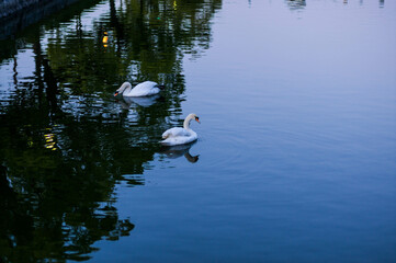 静寂に包まれた夕暮れの池を泳ぐ白鳥