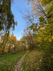 Fototapeta na wymiar Autumn season in the city park. Perfect autumn colors on the trees.