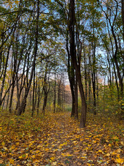 Fototapeta premium Autumn season in the city park. Perfect autumn colors on the trees.