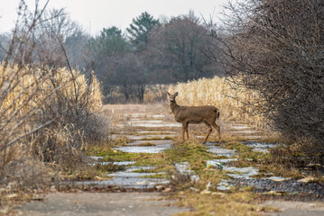 A Deer Standing In A Path Near A Corn Field In Spring