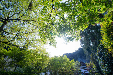 京都 初夏の空に映える鮮やかな青もみじ
