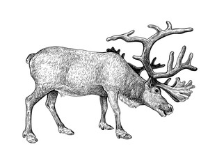 Hand drawn black ink sketch of Raindeer isolated on white background. Vector illustration of wild stag. Vintage engrave of north raindeer