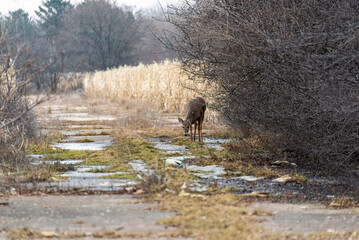 Fototapeta na wymiar A Deer Standing In A Path Near A Corn Field In Spring