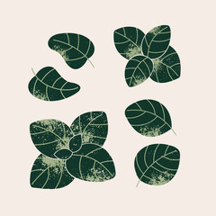 Fresh basil leaves illustration. Kitchen herbs. Bold textured style. Vector illustration