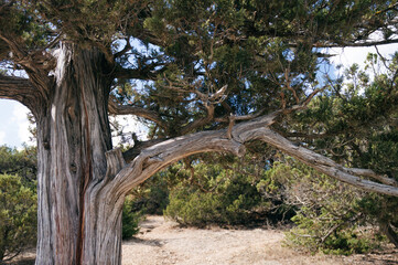 juniper tree in grove in summer close-up. Crimea