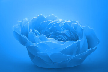 Fototapeta premium Blue background texture, wavy floral pattern design , icy windy and curvy illustration winter art 