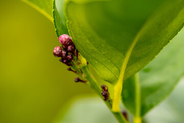 Mediteerrane Gartenwelt
