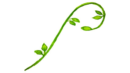 Beautiful ipomoea ,morning glory. Watercolor. Hand painted botanical illustration