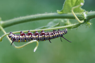Monarch butterfly caterpillar Papilio on a forest plant on a summer day