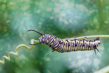 Monarch butterfly caterpillar Papilio on a forest plant on a summer day
