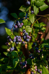 Organic high american blueberries growing on green bush.