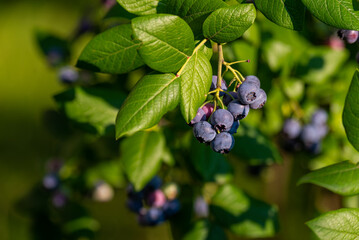 Organic high american blueberries growing on green bush.