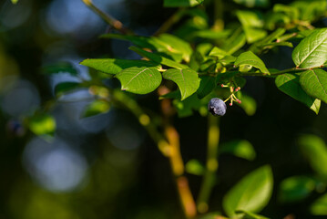 Fototapeta na wymiar Organic high american blueberries growing on green bush.