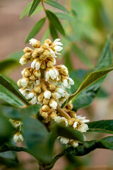 Mediterrane Gartenwelt, Früchte, Bienen und Schmetterlinge