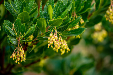 Mediterrane Gartenwelt und Bienen