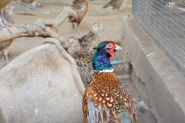 Korean ring-necked pheasant standing on the ground (Phasianidae)