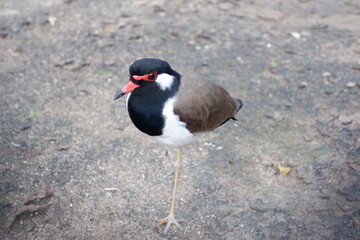The wad wad or wad waed is a beautiful bird.