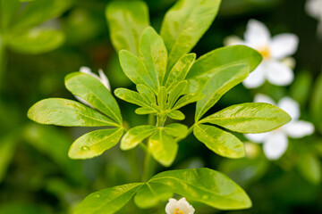 Mediterrane Gartenwelt, Früchte, Bienen und Schmetterlinge