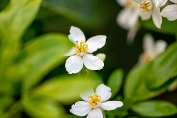 Mediterrane Gartenwelt und Bienen
