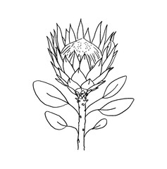 Line drawing of a King Protea Isolated