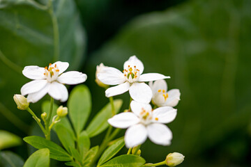 Mediterrane Gartenwelt, Früchte, Bienen und Schmetterlinge