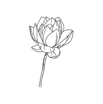 Line drawing of a lotus flower