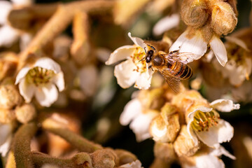 Mediterrane Gartenwelt und Bienen