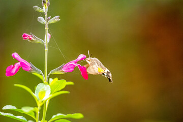 Mediterrane Gartenwelt, Früchte, Bienen und Schmetterlinge