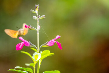 Mediterrane Gartenwelt, Früchte, Bienen und Schmetterlinge