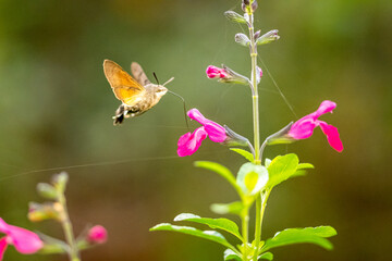 Mediterrane Gartenwelt, Früchte, Bienen und Schmetterlinge