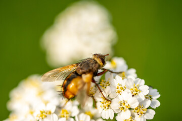 Mediterrane Gartenwelt, Früchte, Bienen und Schmetterlinge