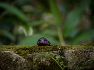 Closeup shot of a purple granade quartz crystal on a mossy rock surface