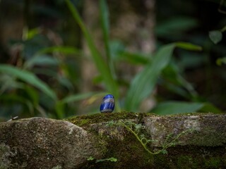 Selective focus shot of a lapis lazuli blue crystal mineral on a mossy rock surface